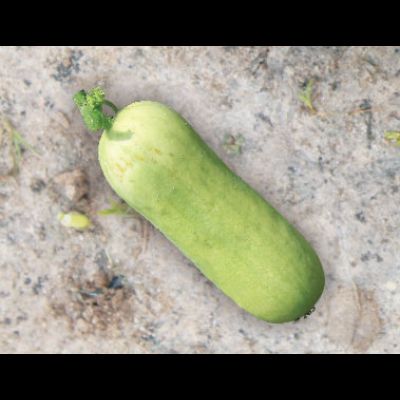Cucumber Seeds
